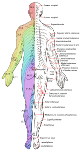 Dermatomes and cutaneous nerves